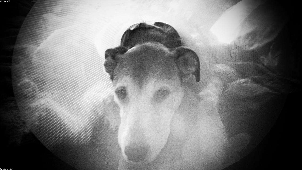 Dog receiving veterinary medication