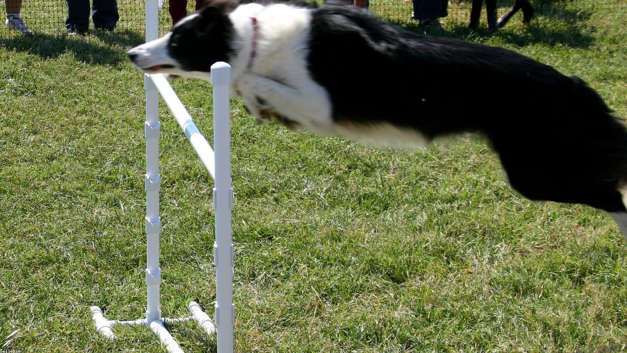 Dog receiving medication at veterinary clinic