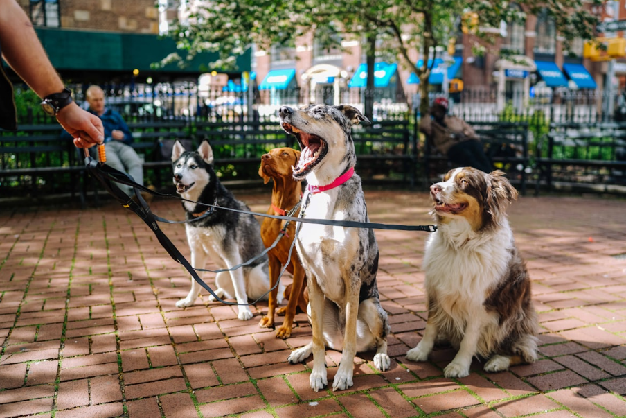 Dog health and medication care