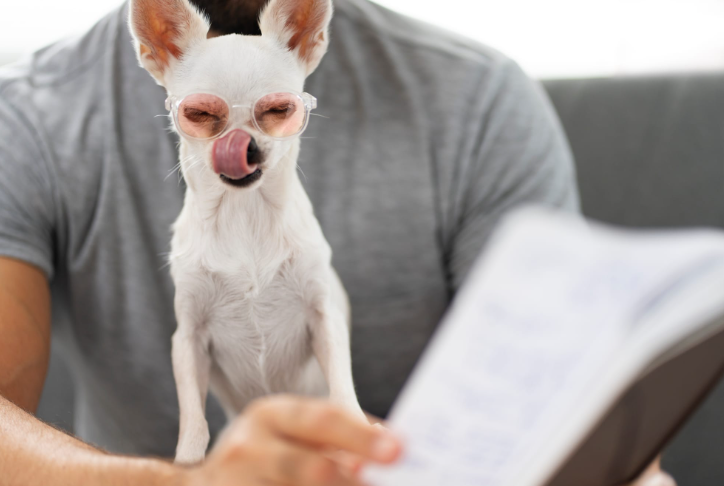 cute chihuahua dog reading book while having glasses