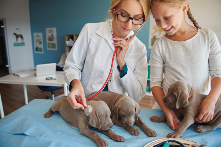 veterinarian taking care of puppies