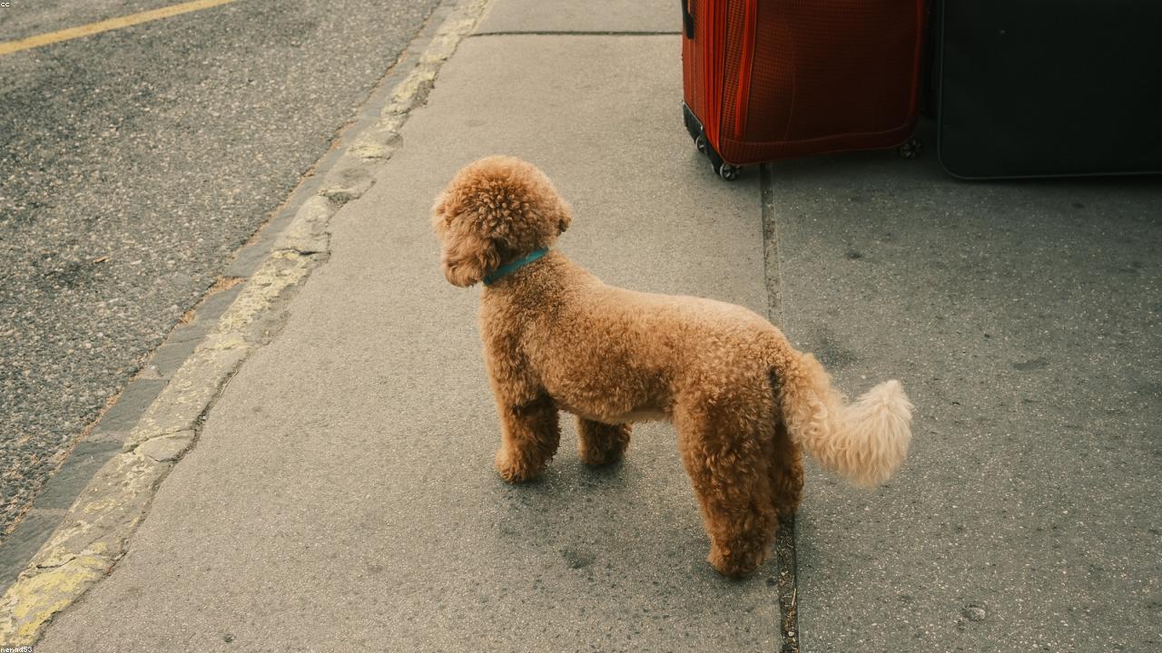 Calm and relaxed dog