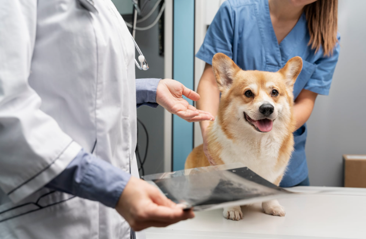 veterinarian taking care of pet dog