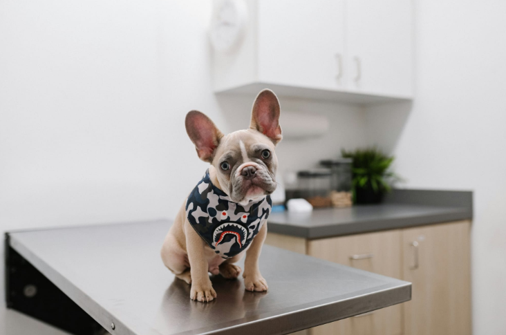 cute dog looking in the camera